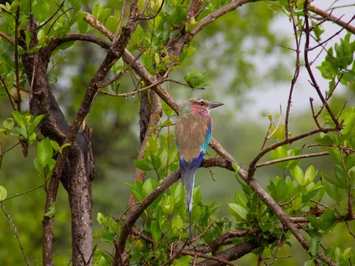 Lilac-breasted roller