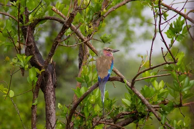 Lilac-breasted roller