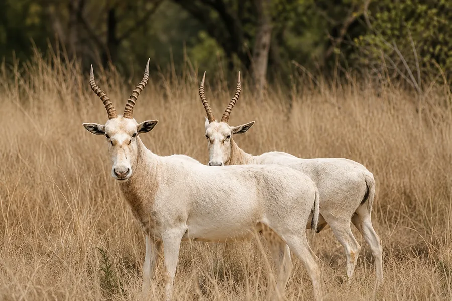 White Blesbok