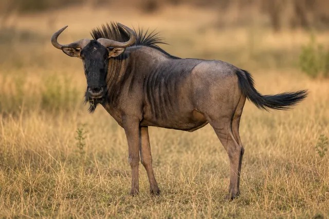 Plains Game Safari