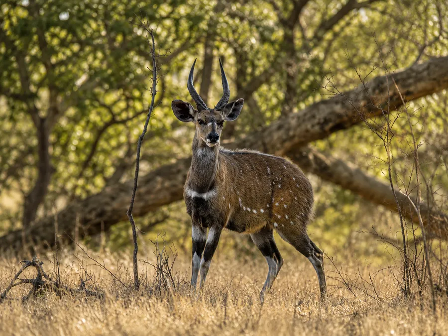 Bushbuck - Limpopo