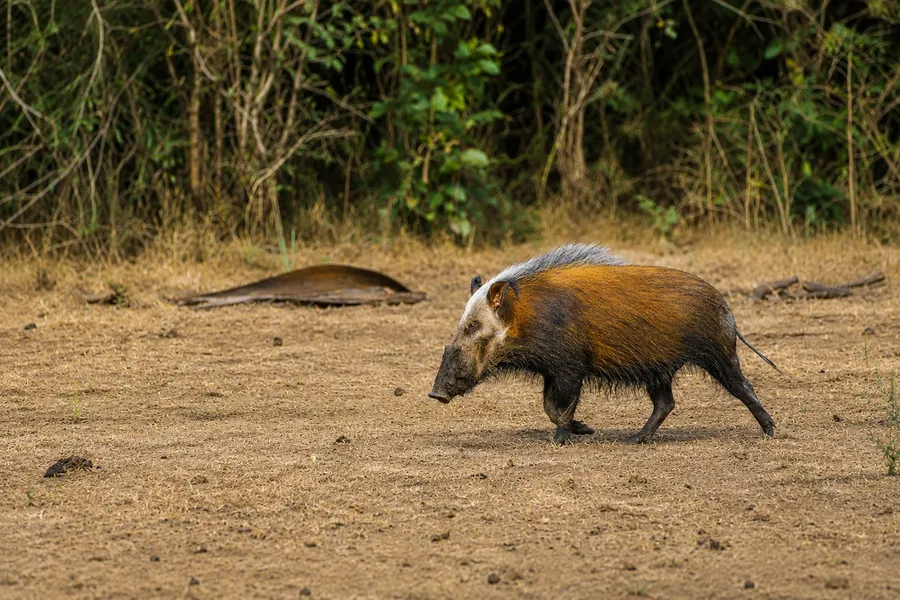 Bushpig