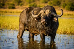 Cape Buffalo