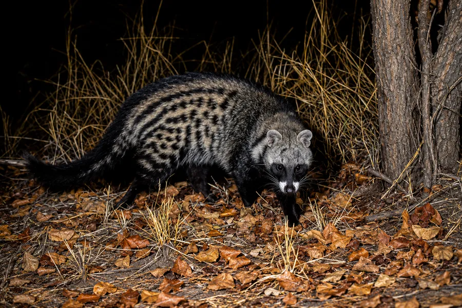 Civet