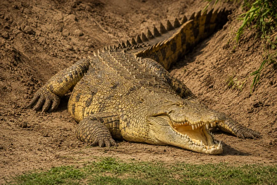 Crocodile