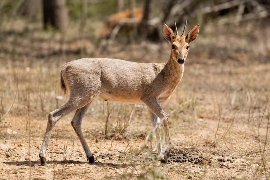 Grey Duiker