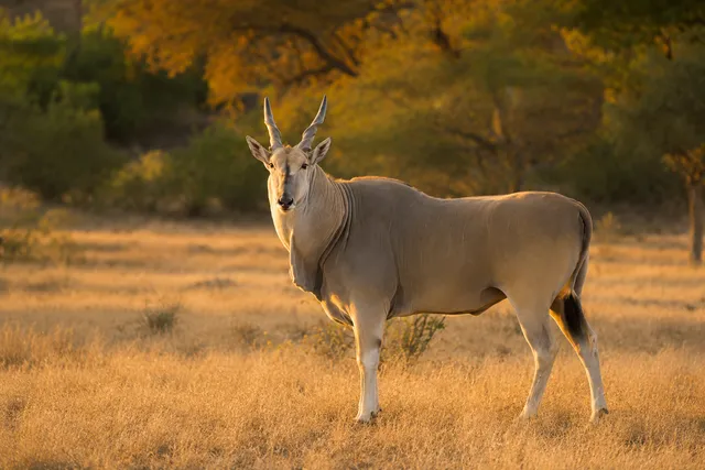 Sable & Eland Hunt