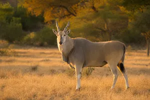 Eland