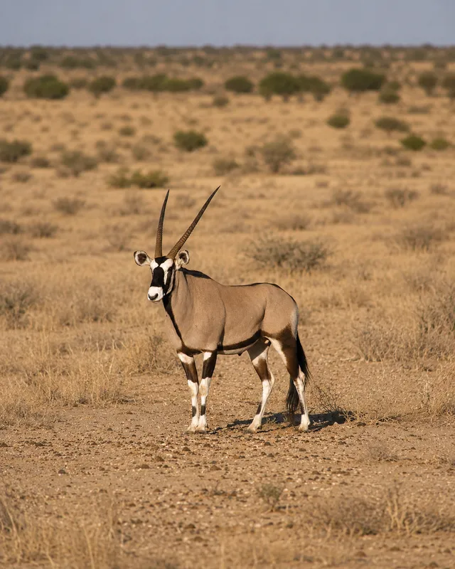 Plains Game Safari