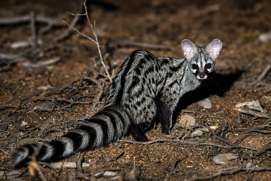 Genet