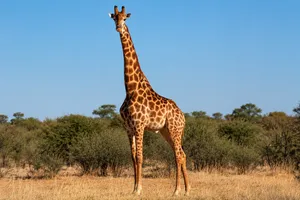 Giraffe