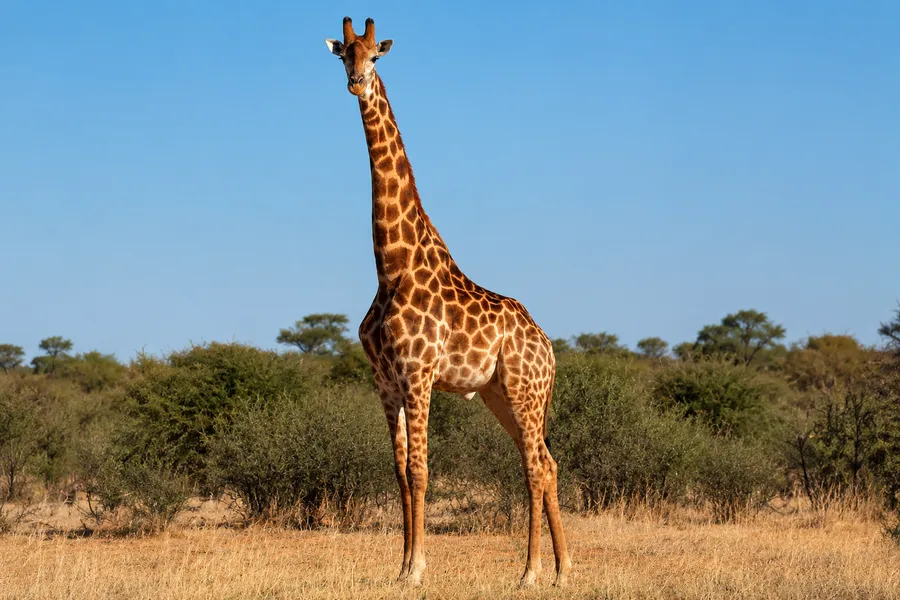 Giraffe