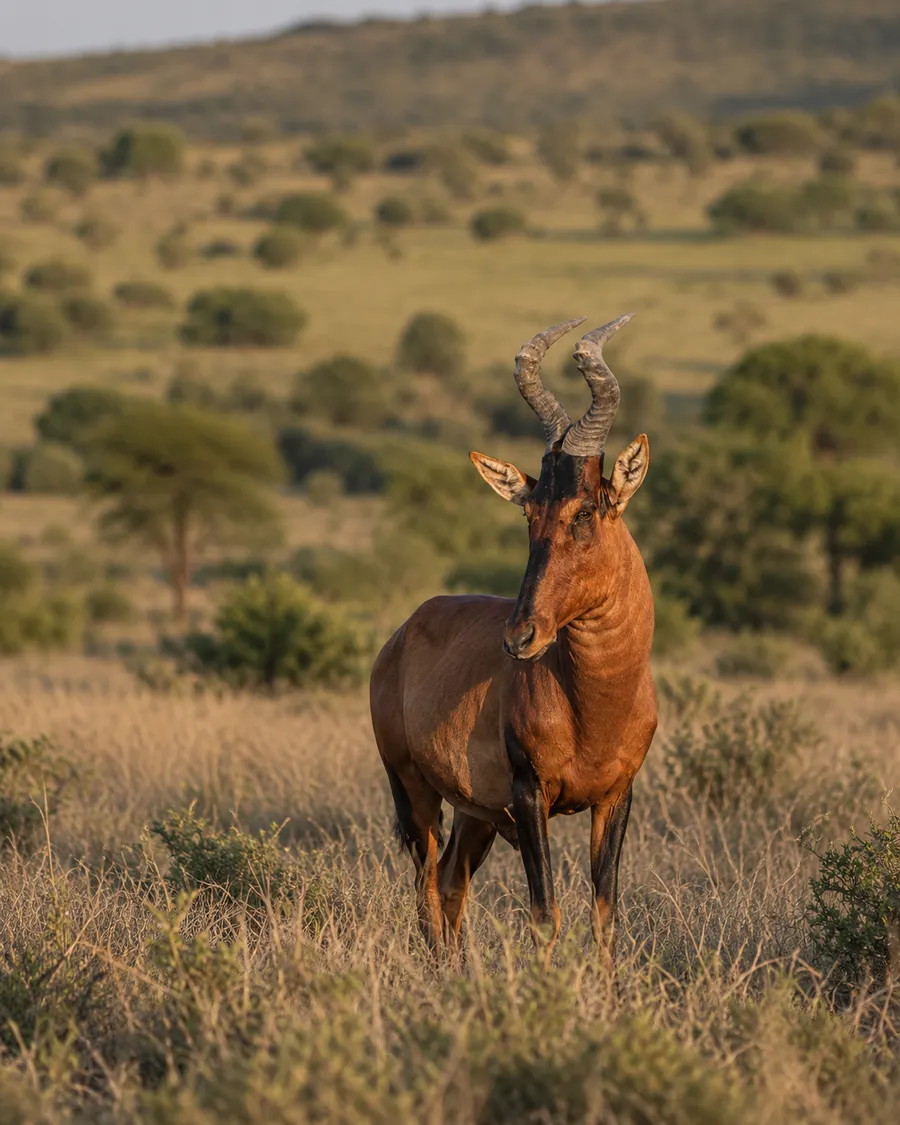 Red Hartebeest