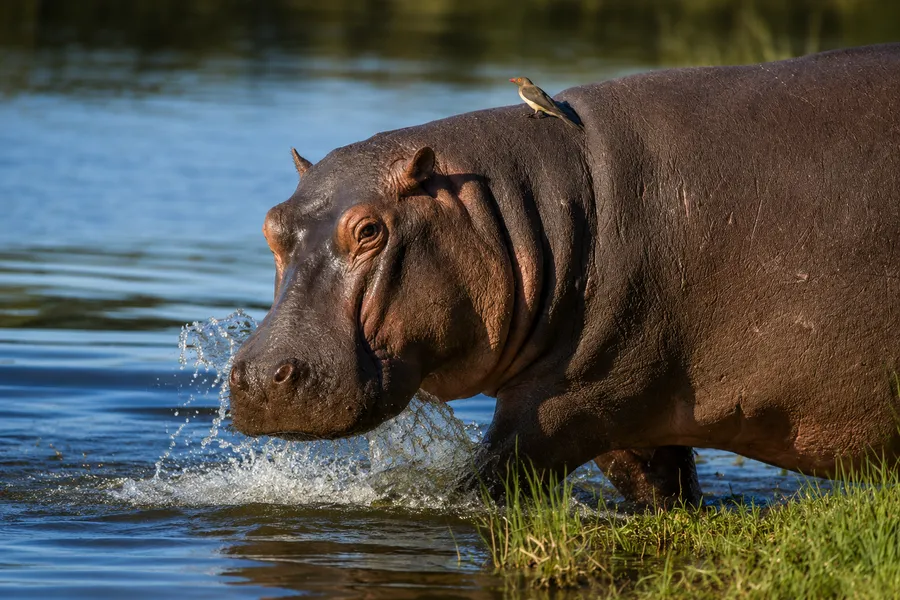 Hippo