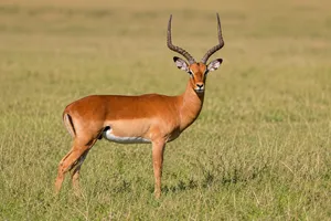 Common Impala
