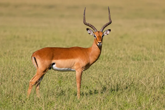 Plains Game Safari