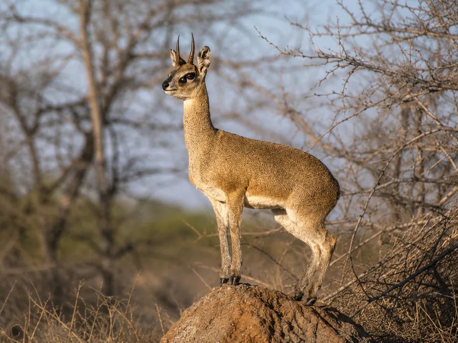 Klipspringer