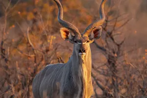 Kudu