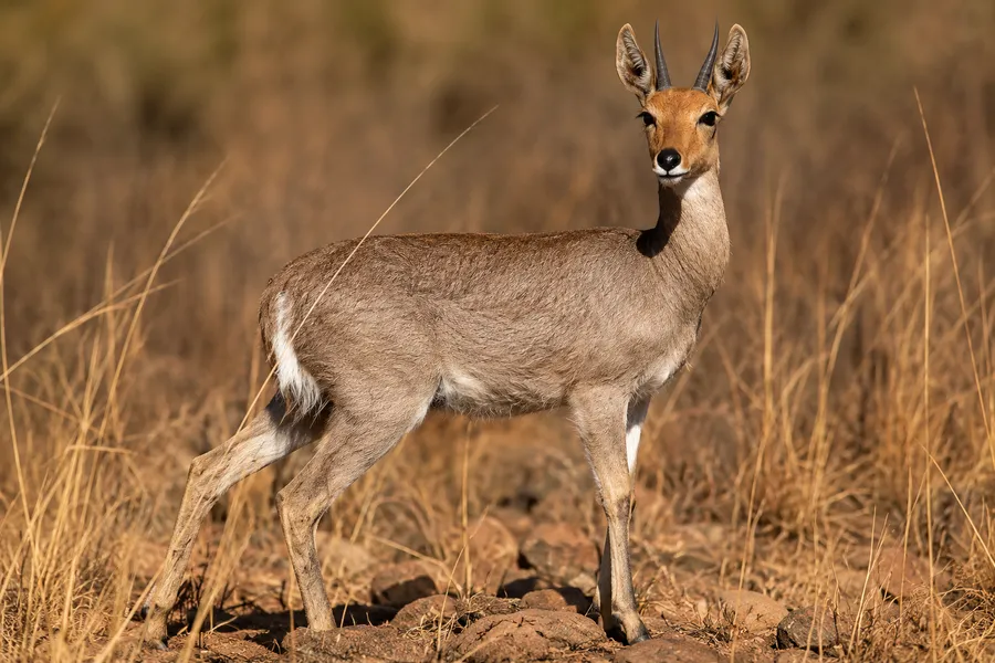 Mountain Reedbuck