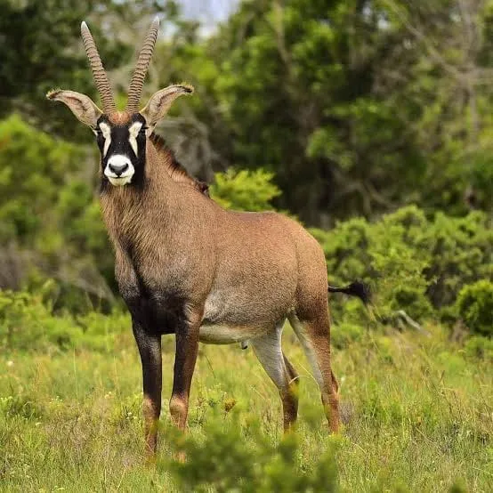 Roan Antelope