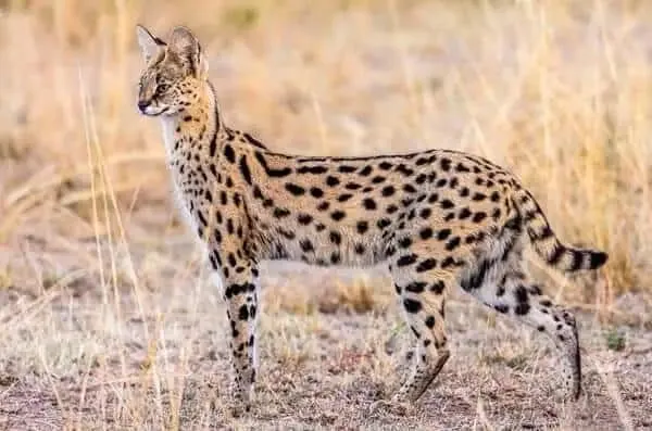 Serval
