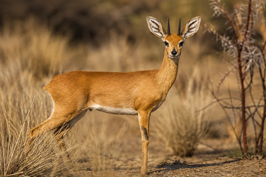 Steenbok