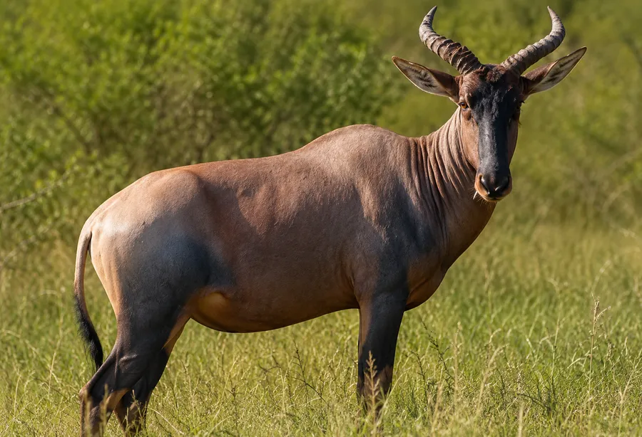 Tsessebe