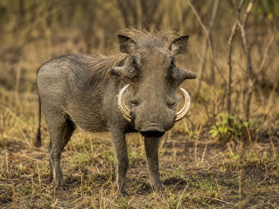 Warthog
