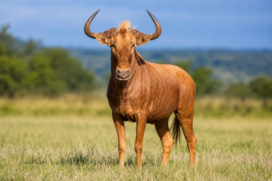Golden Wildebeest