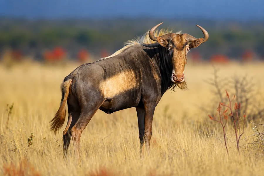 King Wildebeest