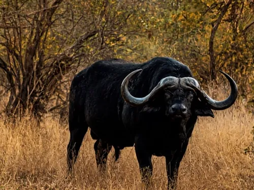 Cape buffalo bull