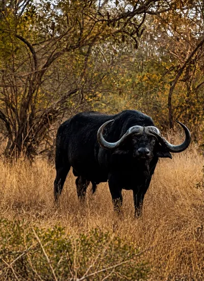 Cape buffalo bull