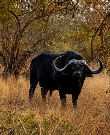 Cape buffalo bull